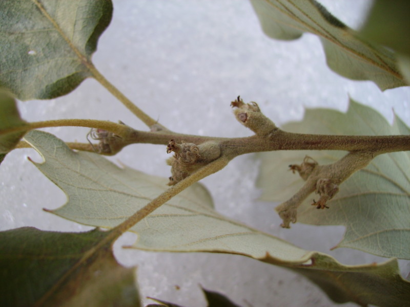 Quercus x crenata = Q. x hispanica = Q. lucombeana